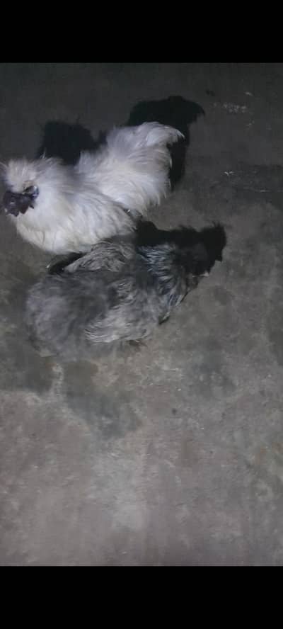 silki breeder pair
