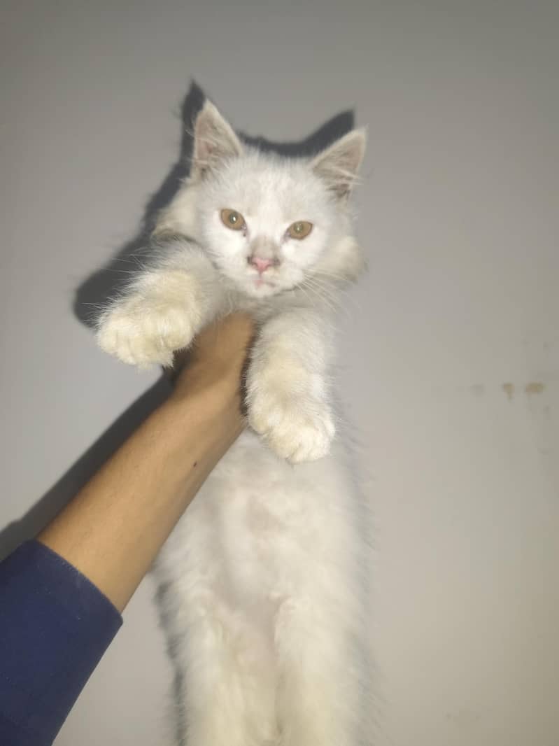 Persian Cat 15k Cash on delivery 0