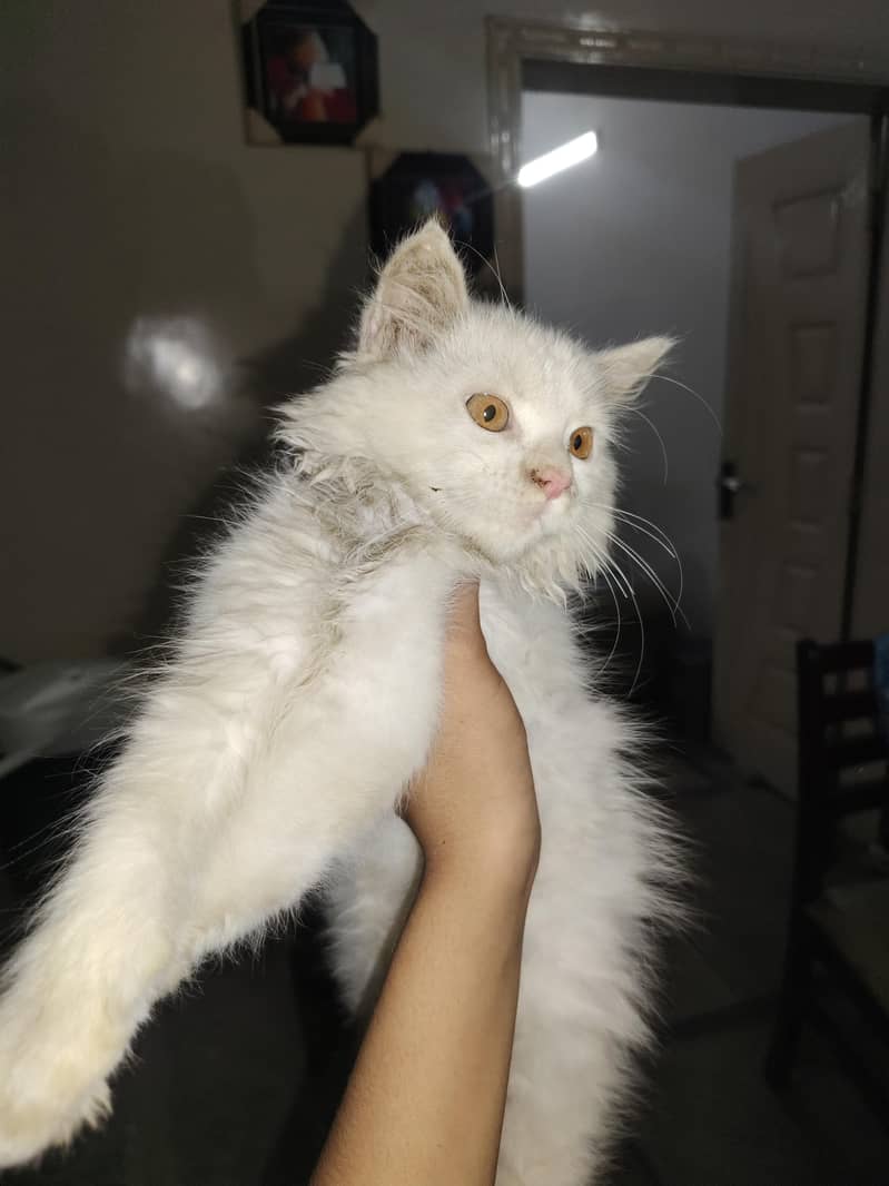Persian Cat 15k Cash on delivery 1