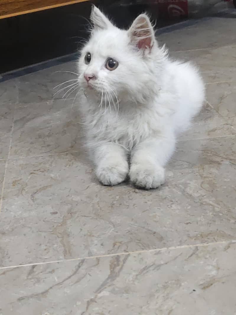 Persian Cat 15k Cash on delivery 2