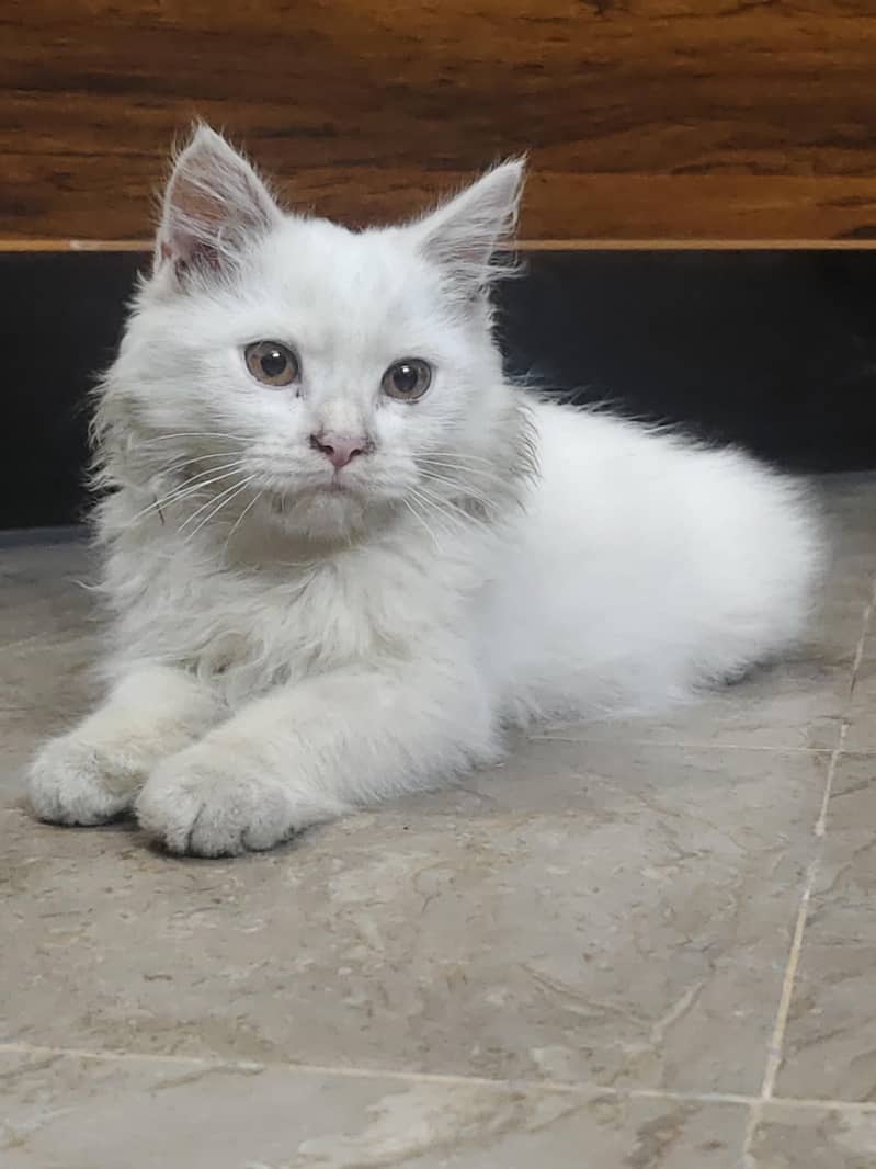 Persian Cat 15k Cash on delivery 3