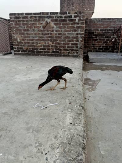 1 Aseel for sale