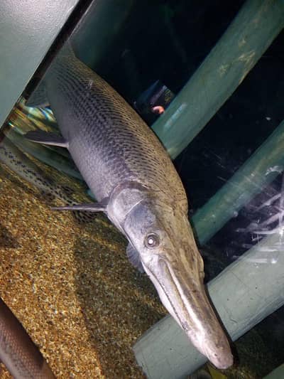 Alligator Gar For sale