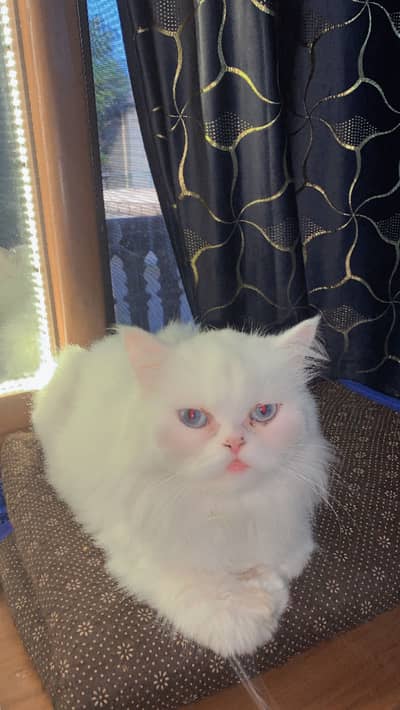 Persian cat double coat punch face