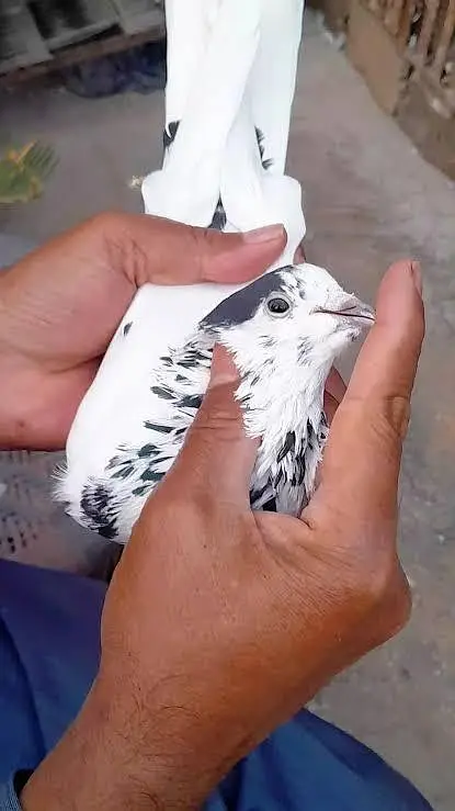 pure sailkoti — photo 3