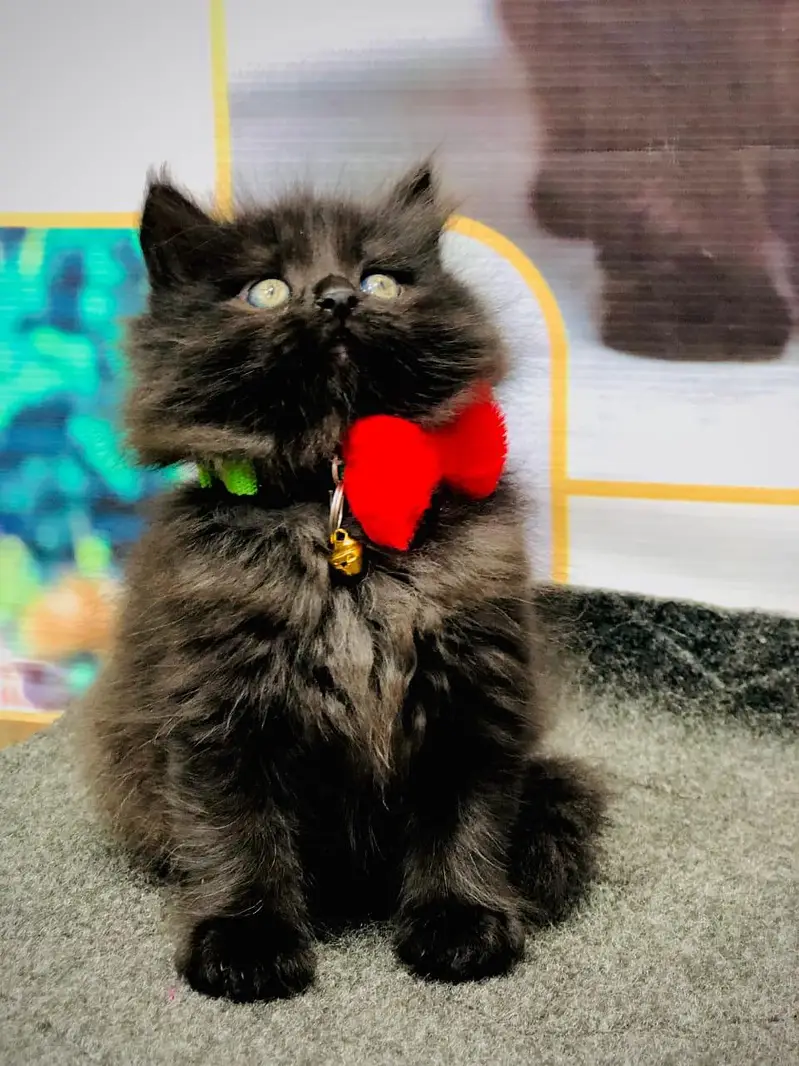 cash on delivery parshion kitten cat male female — photo 7