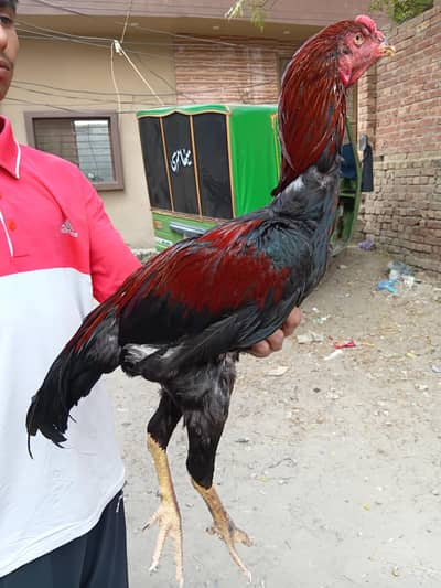 2 Male Aseel 3 Female Aseel high quality Bird video bi ha