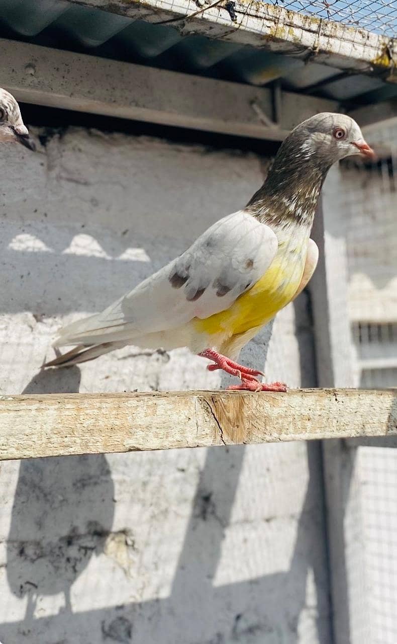 Lucky kabootar 1