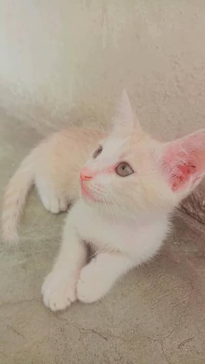 persian cat
