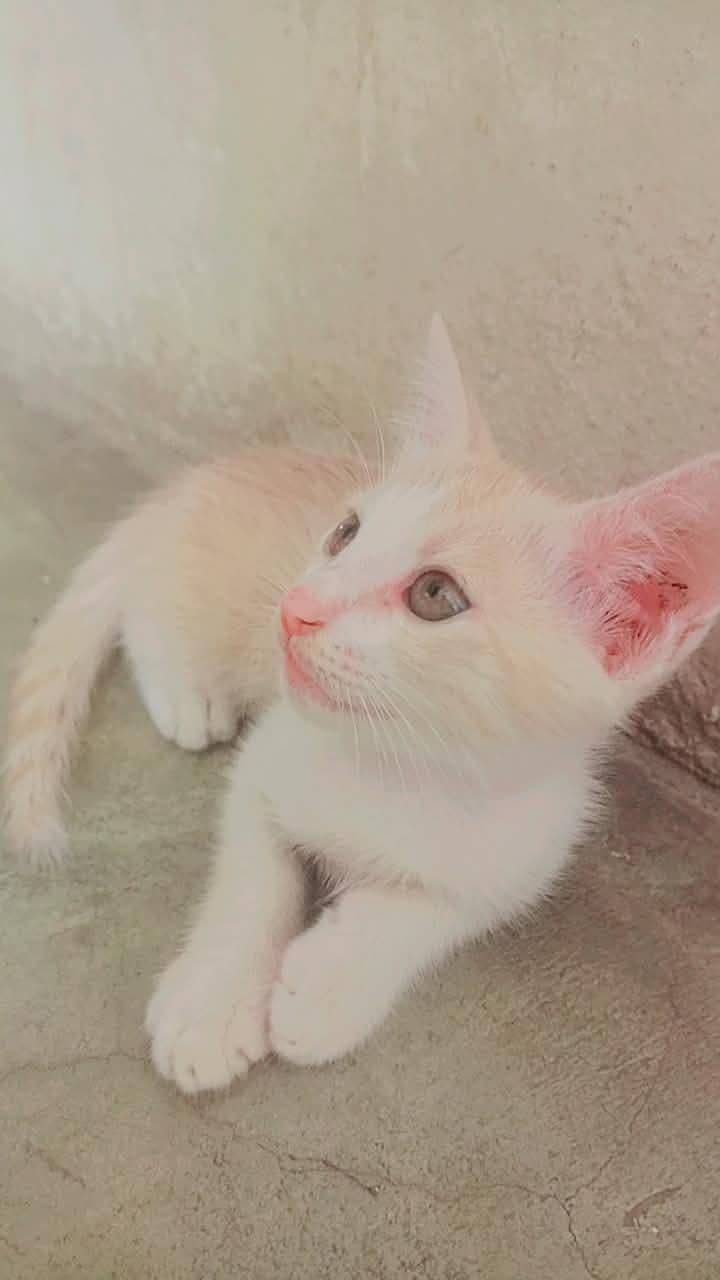 persian cat 0