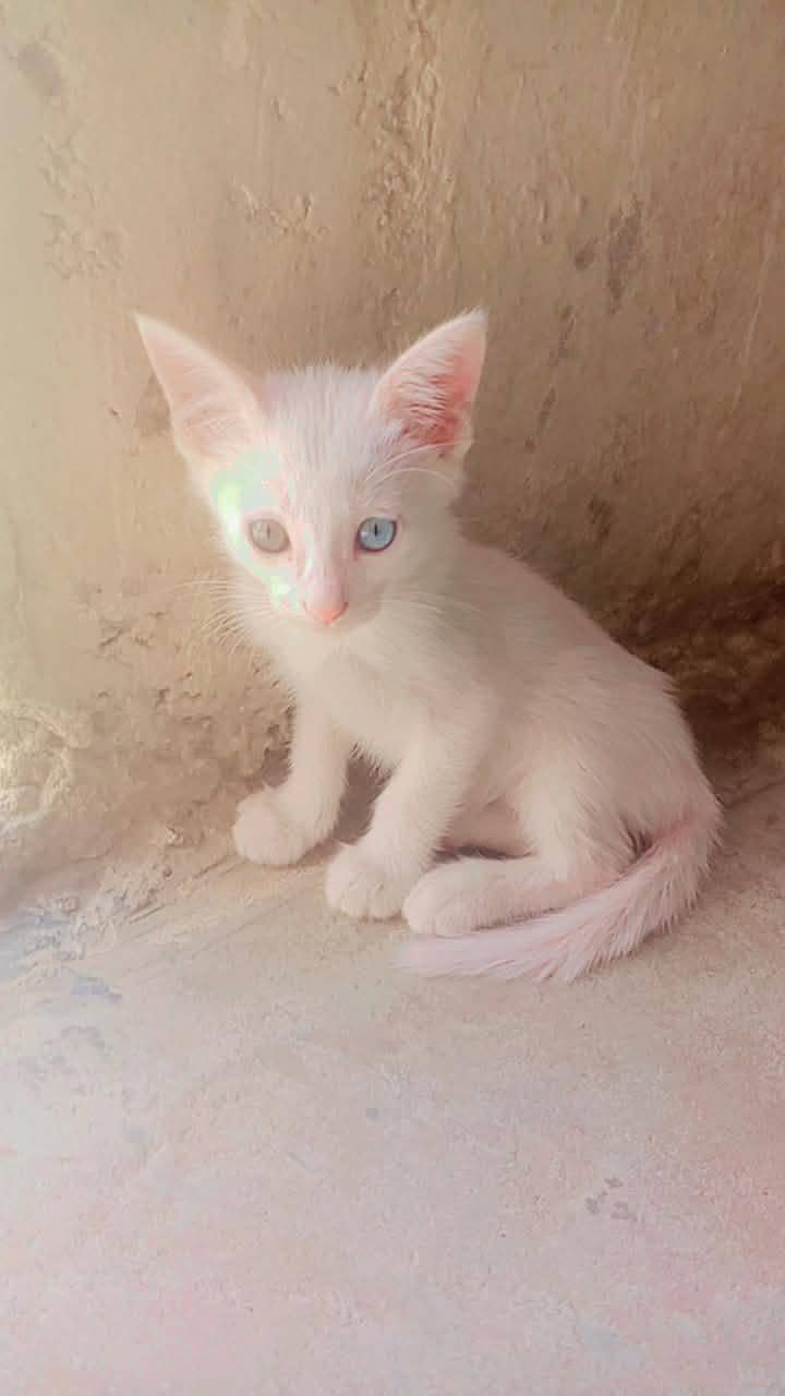 persian cat 1