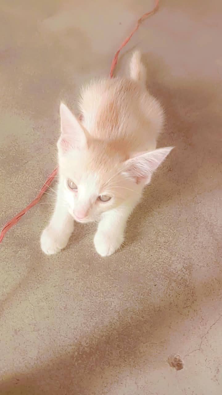 persian cat 2