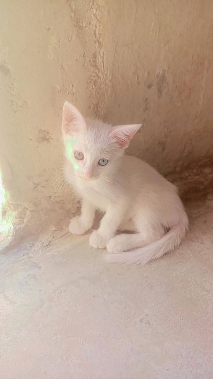 persian cat 3