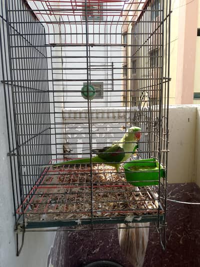 female