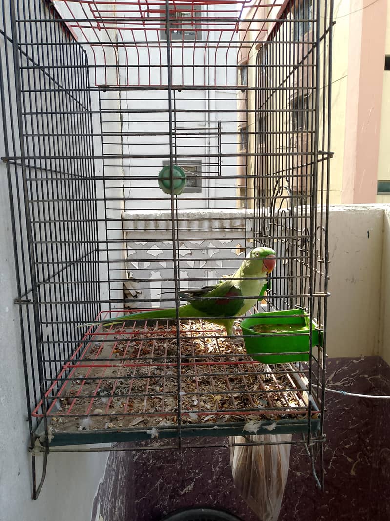 female 0