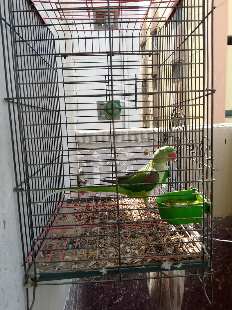 female 1