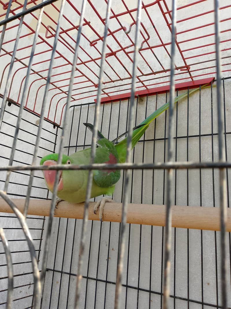 female 2