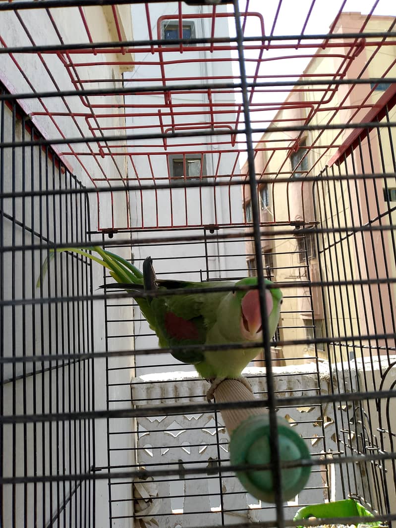 female 3