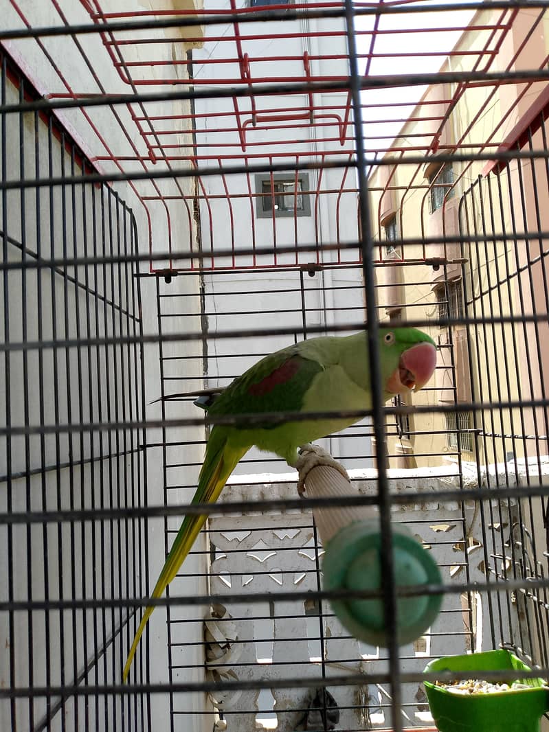 female 4