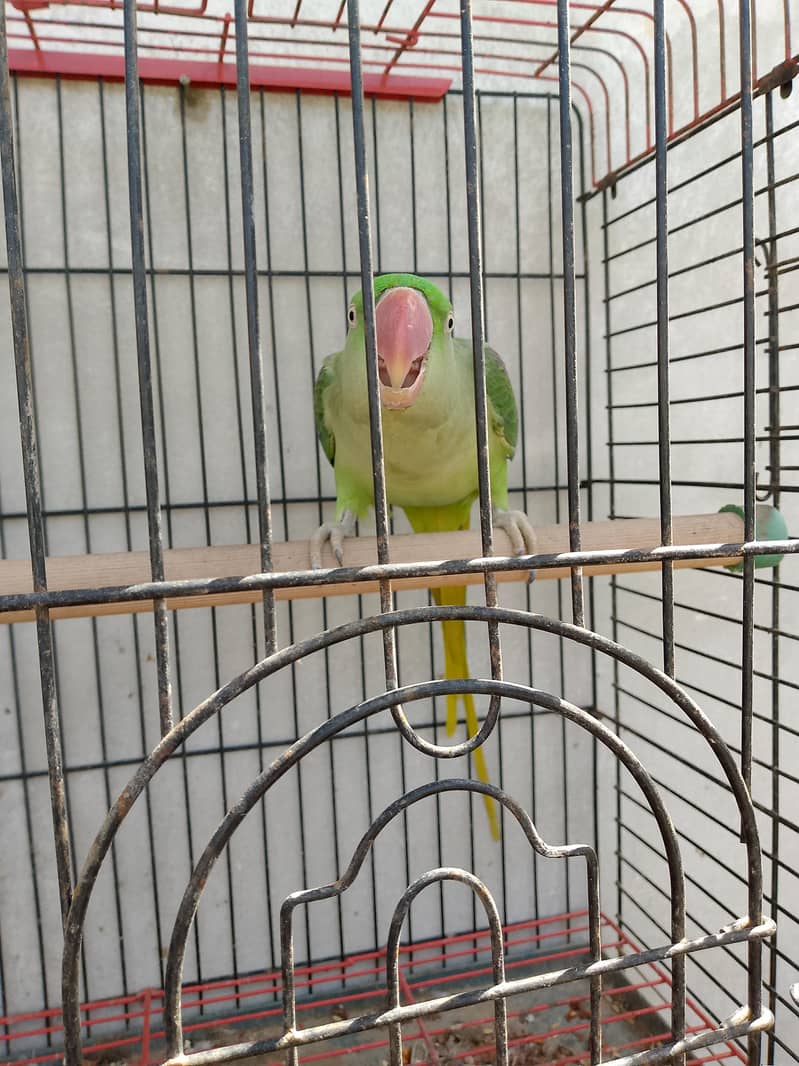 female 5
