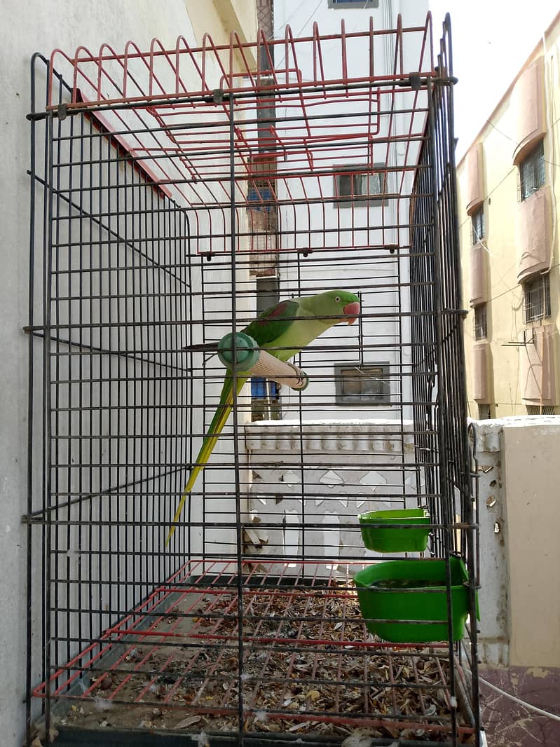 female 6