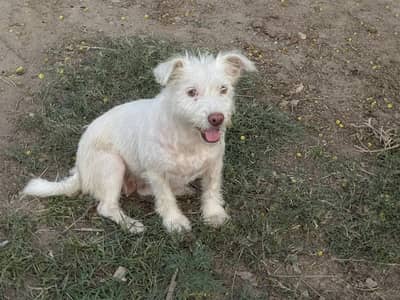 Female for sale exchange with Russian or any Beautiful little dog