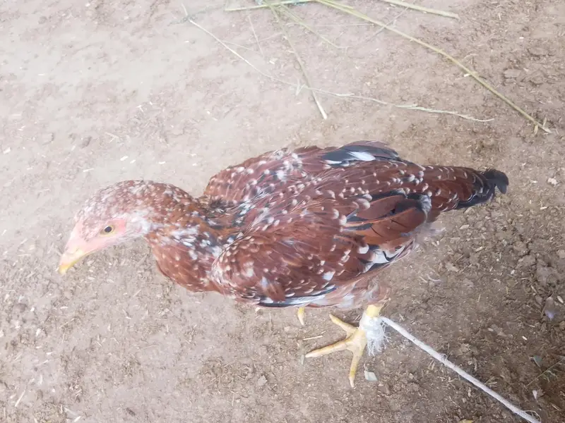 Baloch — photo 5