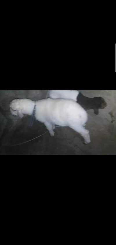 2 dumba male female pair 3 months price 32k dono k