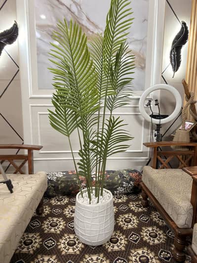 full size tree for sale