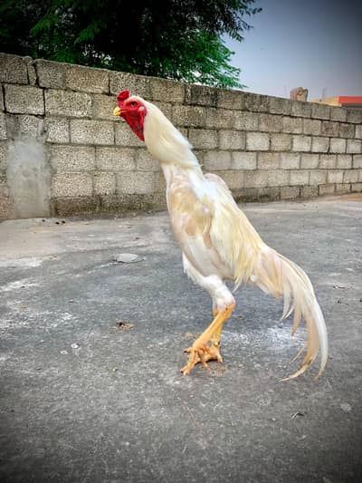 O SHAMOO CHICK'S KING SIZE