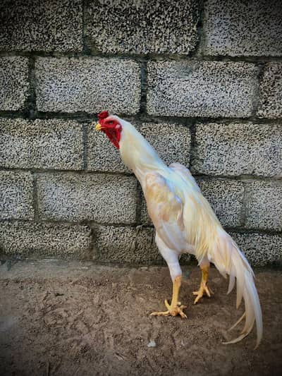 O SHAMOO CHICK'S KING SIZE