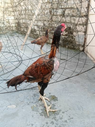 Aseel for sale