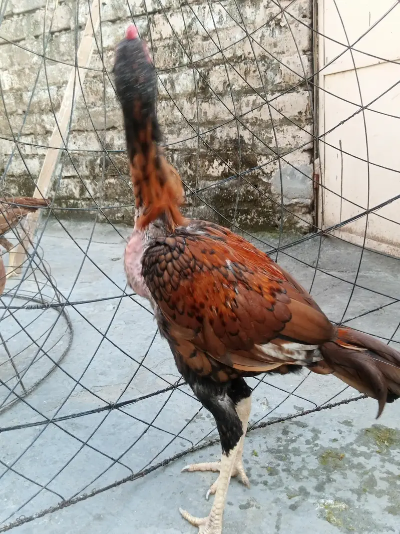 Aseel for sale — photo 2