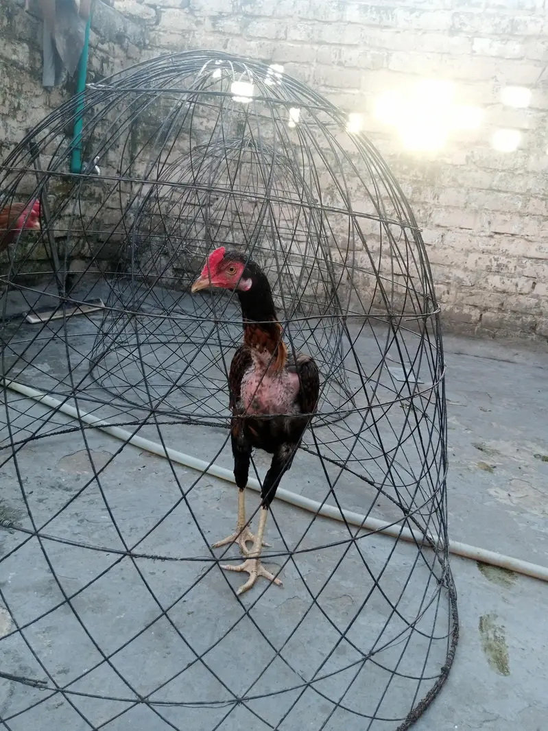 Aseel for sale — photo 3