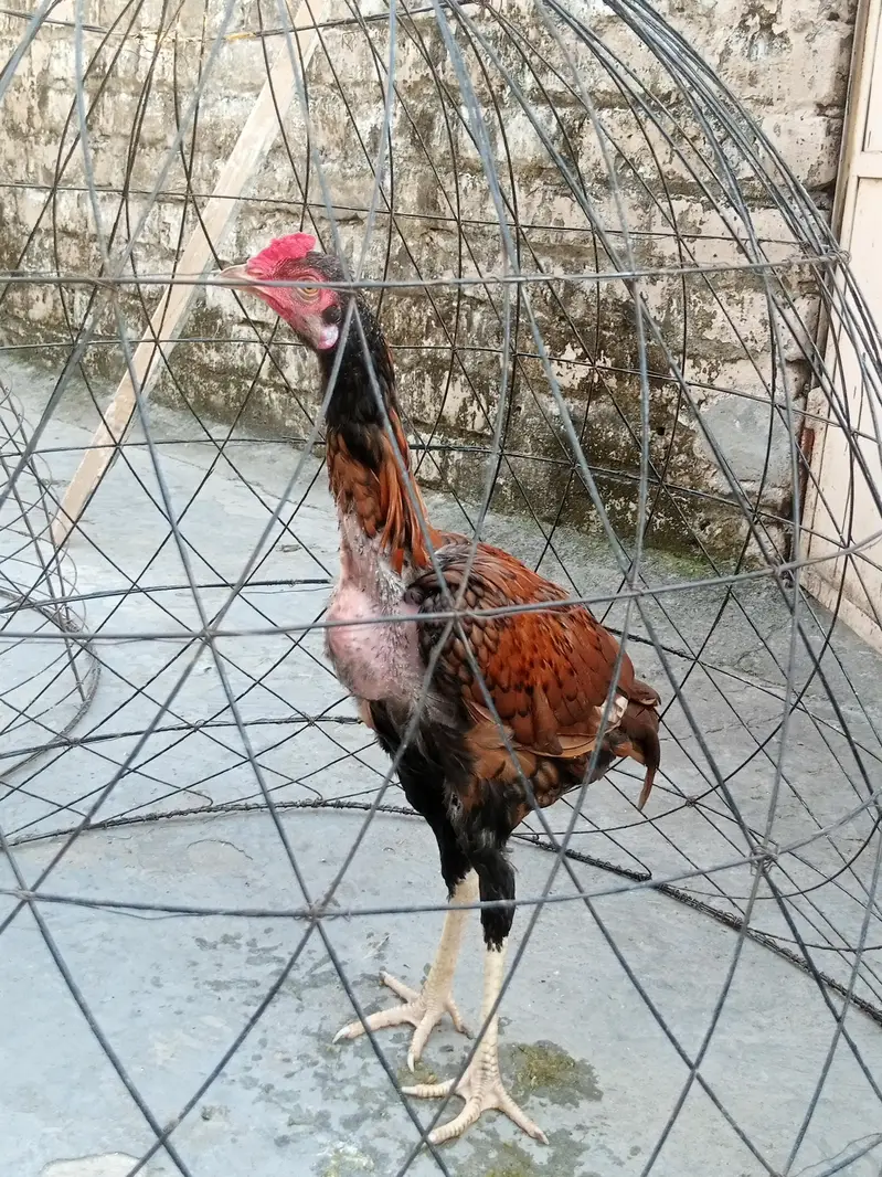 Aseel for sale — photo 4