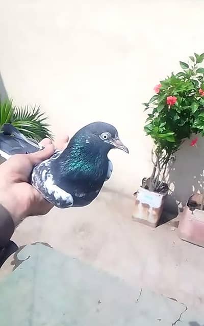 pair ha 9 Kali ka hay teddy ha Pura 1 nmbr jis ko chy rabta karya
