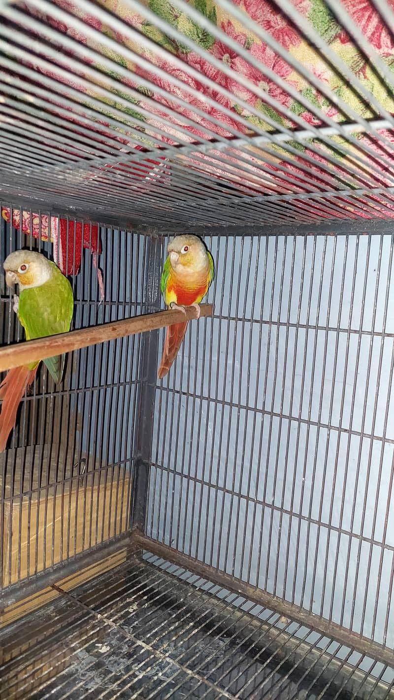 pine Apple Conures Pair 0