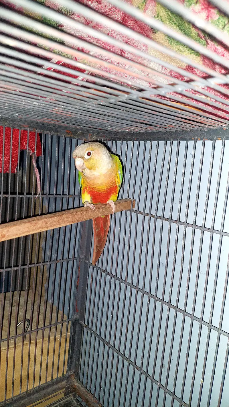 pine Apple Conures Pair — photo 2