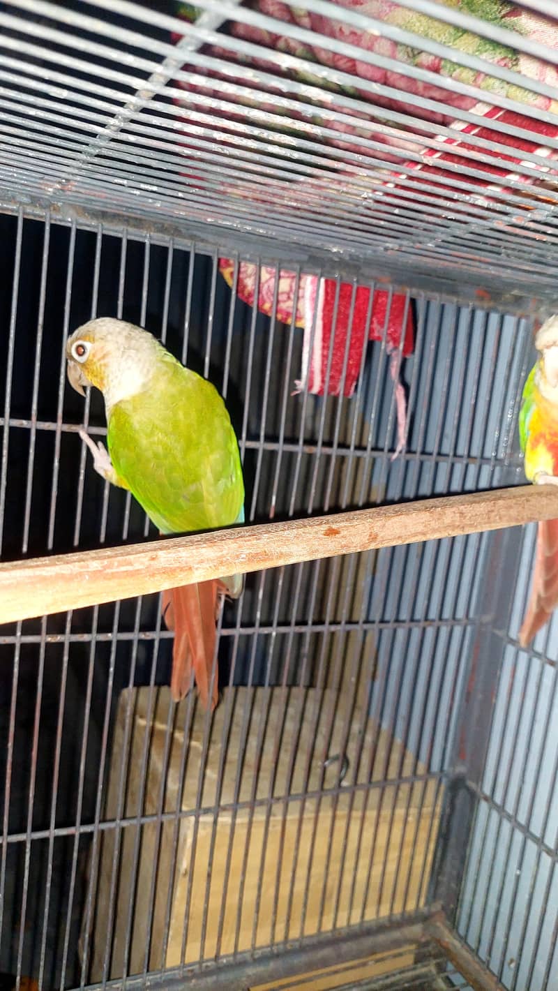 pine Apple Conures Pair 2