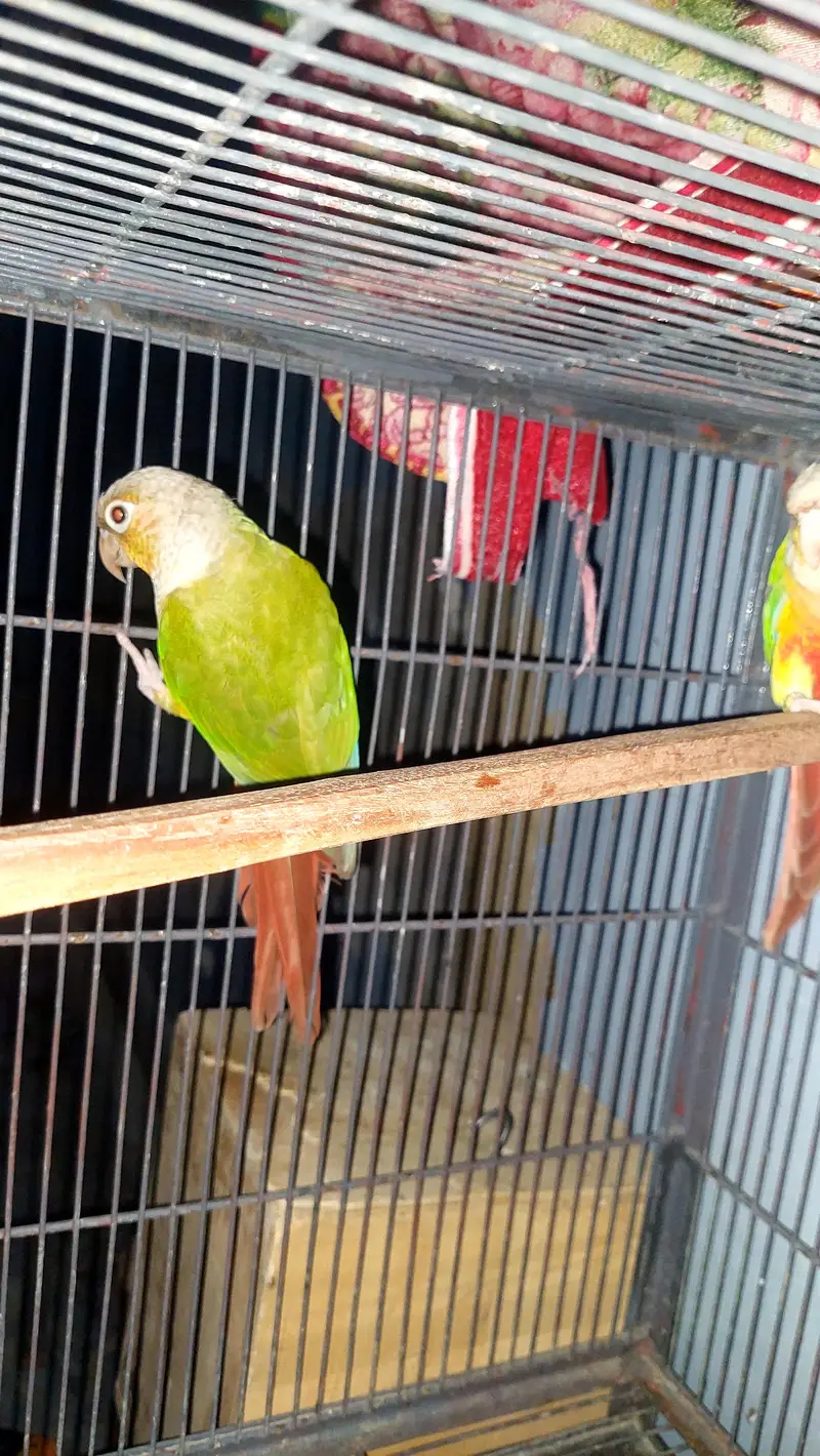 pine Apple Conures Pair — photo 3