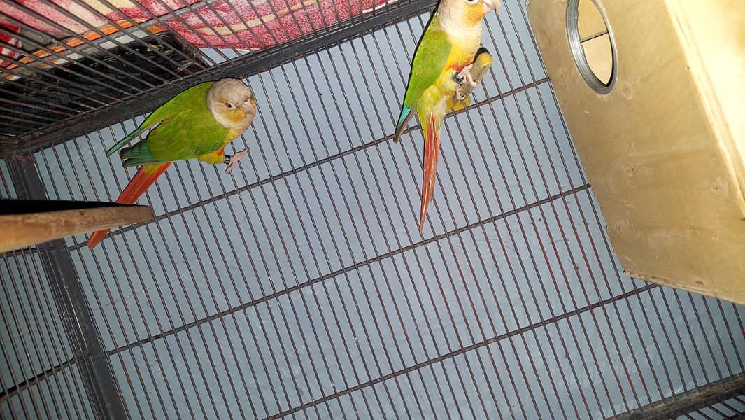 pine Apple Conures Pair 3