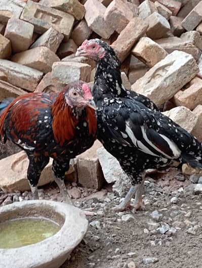 Aseel murghi sath me nar bacha urgent sale cont 03156106132