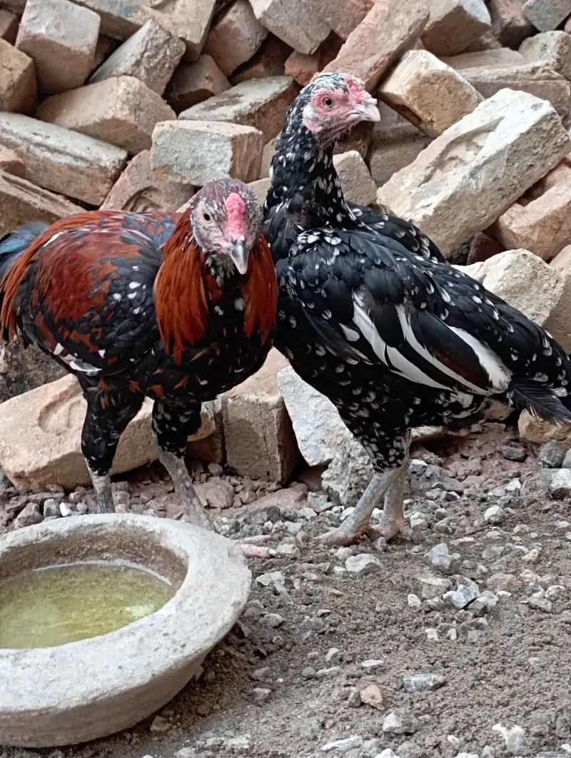 Aseel murghi sath me nar bacha urgent sale cont 03156106132 — photo 2