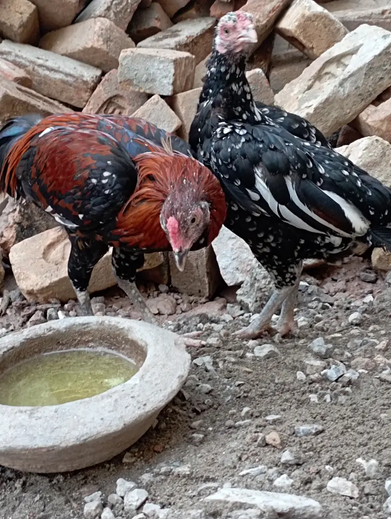 Aseel murghi sath me nar bacha urgent sale cont 03156106132 — photo 3