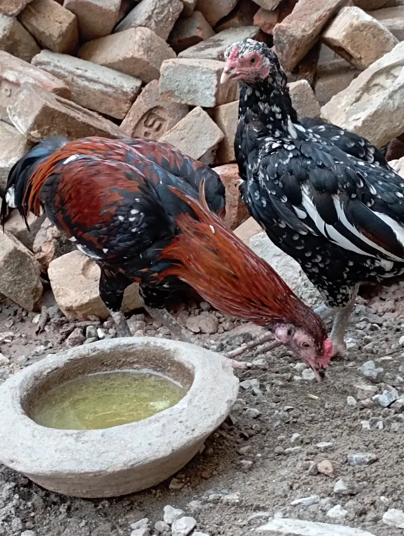 Aseel murghi sath me nar bacha urgent sale cont 03156106132 — photo 4