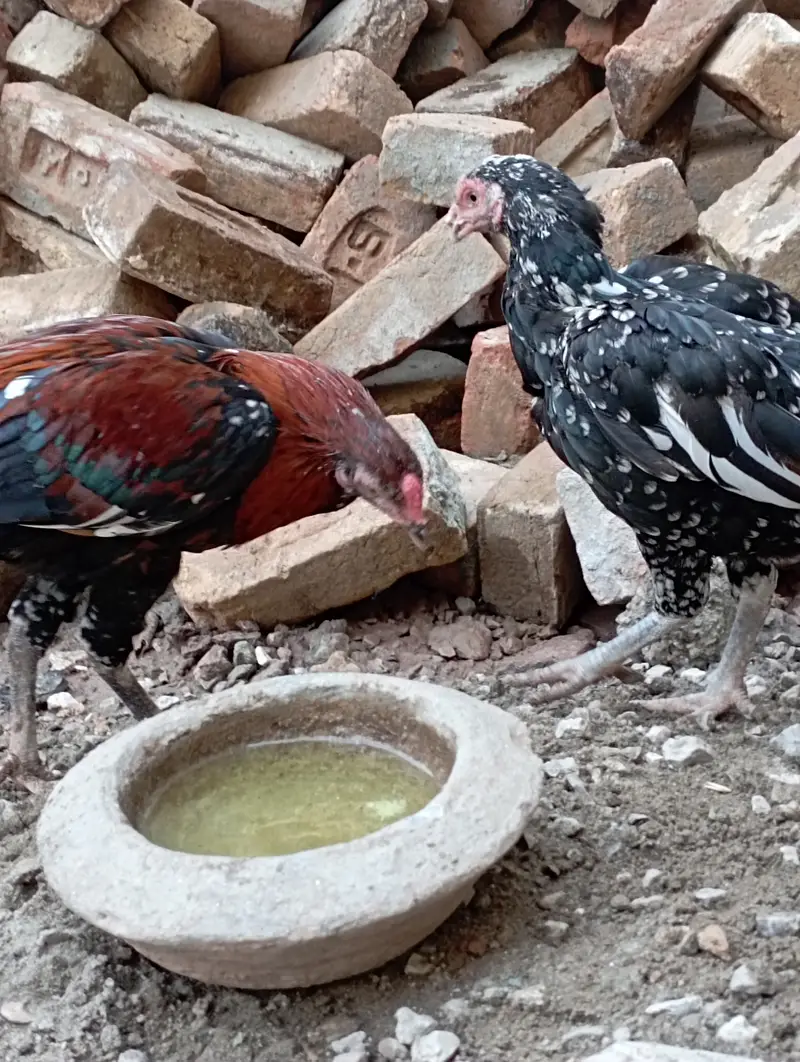 Aseel murghi sath me nar bacha urgent sale cont 03156106132 — photo 5
