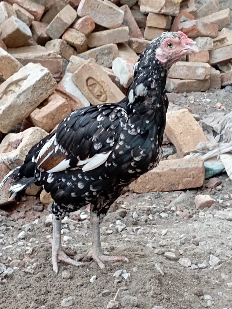 Aseel murghi sath me nar bacha urgent sale cont 03156106132 — photo 7
