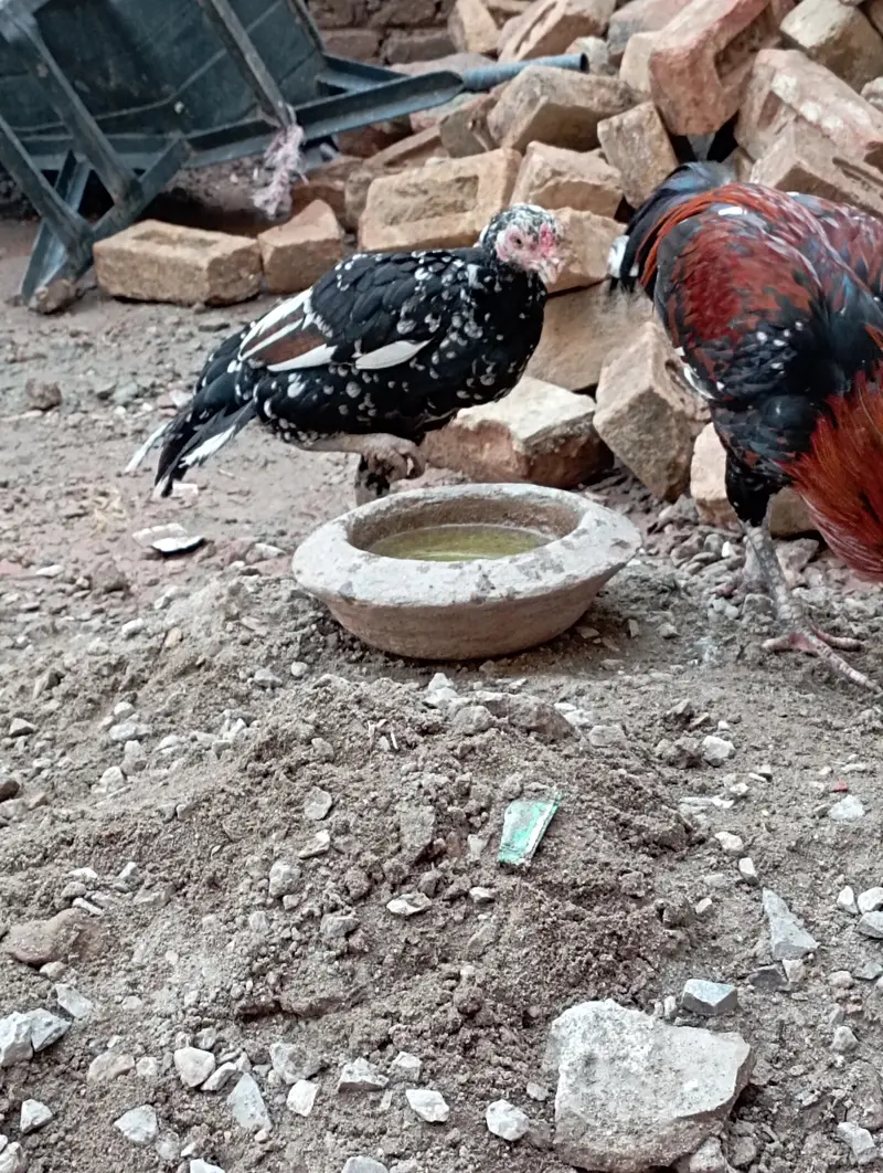 Aseel murghi sath me nar bacha urgent sale cont 03156106132 — photo 9