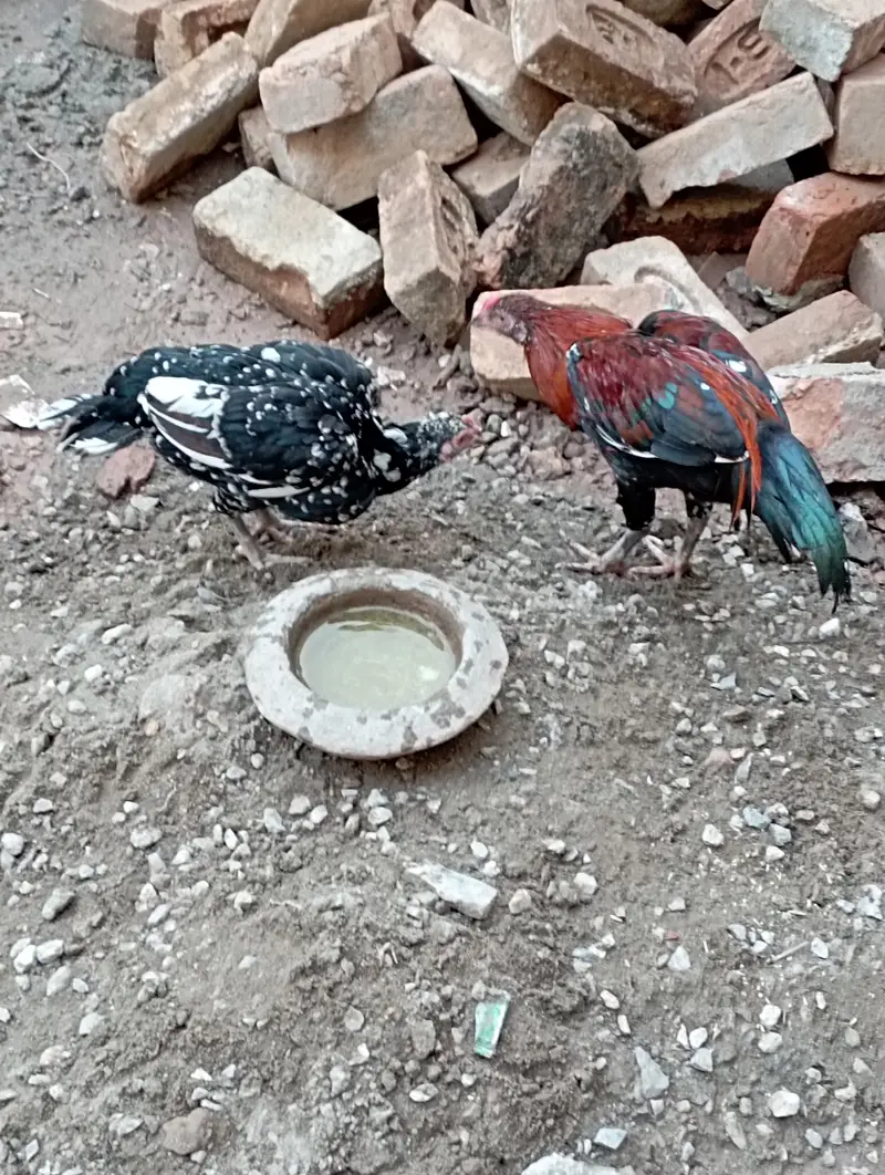 Aseel murghi sath me nar bacha urgent sale cont 03156106132 — photo 10