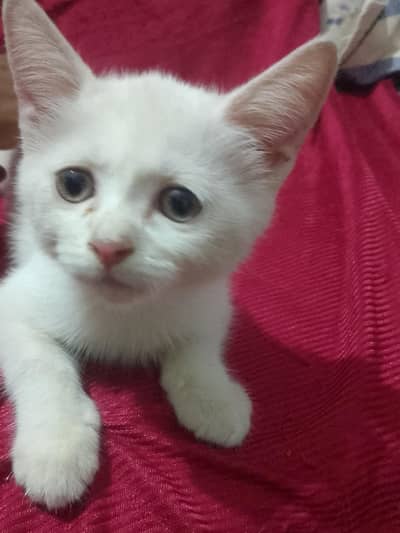 sale cat